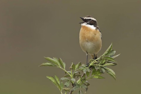 Whinchat (Saxicola rubetra) male singing, Saxony-Anhalt, Germany