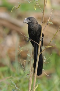 Smooth-billed Ani (Crotophaga ani), Pantanal, Brazil