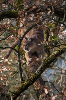 One adult cougar, Puma concolor, resting on a big branch high up in an oak tree