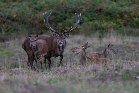 Red deer at the rutting 2025, London, Great Britain