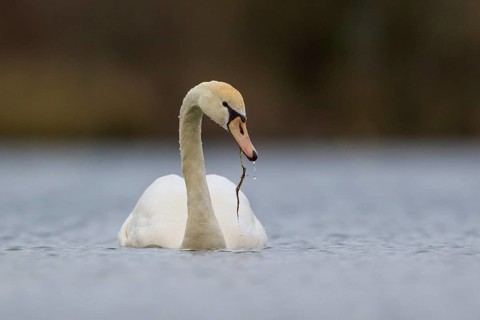Mute Swan (Cygnus olor), North Rhine-Westphalia, Germany