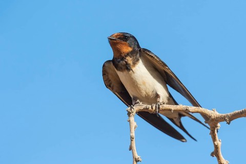 Barn Swallow (Hirundo rustica), Eilat, Israel