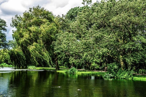 Walk along the Rotte, route from the modern city center to the green suburbs such as Hillegersberg