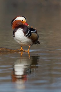 Mandarin Duck (Aix galericulata) male, Baden-Wuerttemberg, Germany