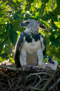 Female Harpy Eagle, Harpia harpyja, with a pray in the nest with her chick, Alta Floresta, Amazon,