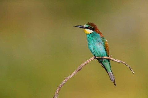 Bee-eater, (Merops apiaster), Animals, Birds, Raptor family, Perching station, Muselievo,