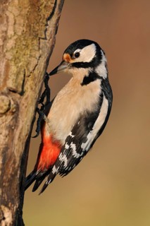 Great Spotted Woodpecker (Dendrocopos major) female climbing tree, North Rhine-Westphalia, Germany