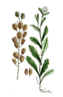 Thlaspi arvense, field ragweed, digital reproduction of a historical original, between 1790 and