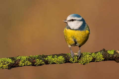 Eurasian Blue Tit (Cyanistes caeruleus) perched on a branch, Lower Saxony, Germany