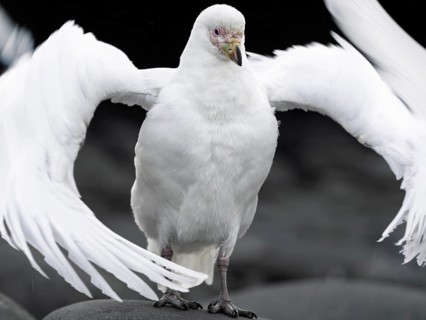 White-faced sheathbill (Chionis albus), adult bird with outspread wings standing on a rock, frontal
