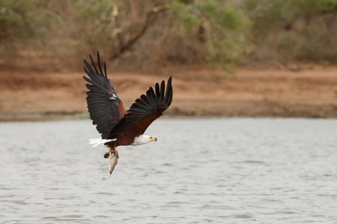 African Fish Eagle (Haliaeetus vocifer) flying with fish prey in its claws, Kruger National Park,