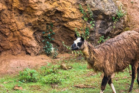 A llama is seen grazing on grass with a rocky backdrop. The lush greenery and rugged terrain