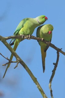 Two collared parakeet (Psittacula krameri), pair, caressing, male, female, parakeet, parrot,