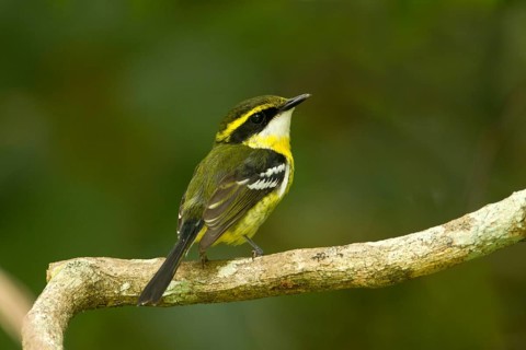Yellow-breasted Boatbill (Machaerirhynchus flaviventer secundus) female, Queensland, Australia