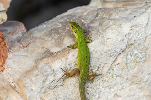 European green lizard (Lacerta viridis) female on a rock, Cres Croatia