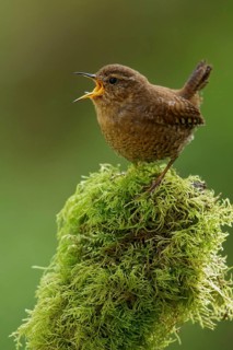 Pacific Wren (Troglodytes pacificus) perched on a branch in British Colombia, Canada