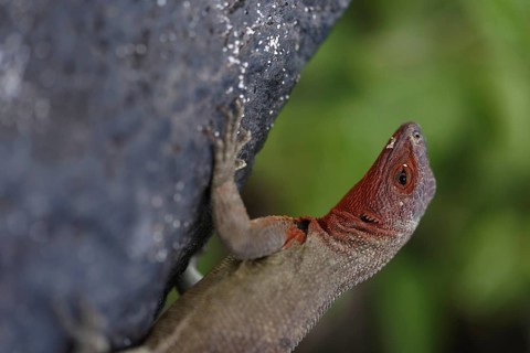 A detailed image capturing a sunlit Lava lizard ascending a rugged volcanic rock, showcasing the