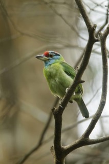 Blue-throated Barbet (Psilopogon asiaticus), Kaeng Krachan, Thailand