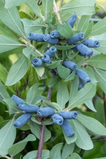 Blue honeyberry (Lonicera cärulea 'Morena'), BS Sämann, Germany