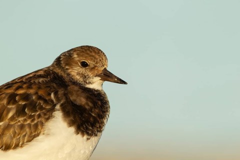Ruddy turnstone (Arenaria interpres) adult wading bird in winter plumage on a beach, England,