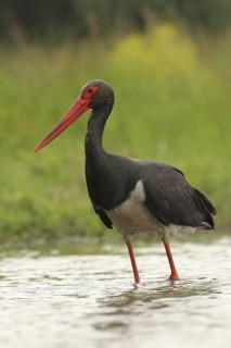 Black Stork (Ciconia nigra) foraging, Hungary