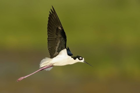 Black-necked Stilt (Himantopus mexicanus) flying, Texas, USA