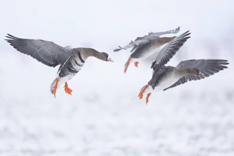 Greater White-fronted Goose (Anser albifrons) flying, North Rhine-Westphalia, Germany