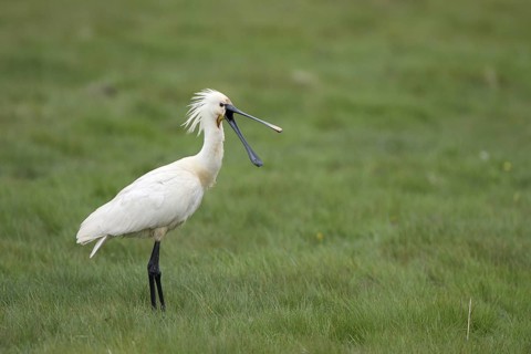 Loeffler (Platalea leucorodia), Spoonbill, droht mit offenem Schnabel, April, Insel Texel, Nordsee,