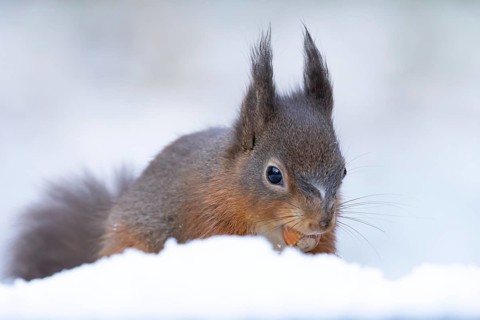 Red squirrel (Sciurus vulgaris) adult animal eating a hazel nut in snow in winter, England, United