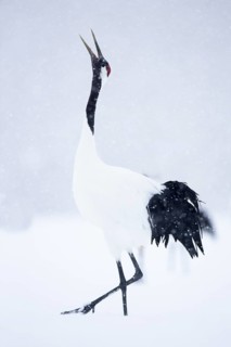 Red-crowned Crane (Grus japonensis) calling, Hokkaido, Japan