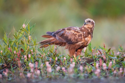 Western Marsh Harrier (Circus aeruginosus), Poland
