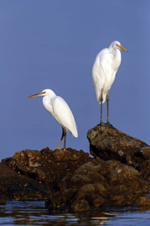 Heron, (Egretta gularis), heron family, biotope, habitat, waters, foraging, animals, birds, two