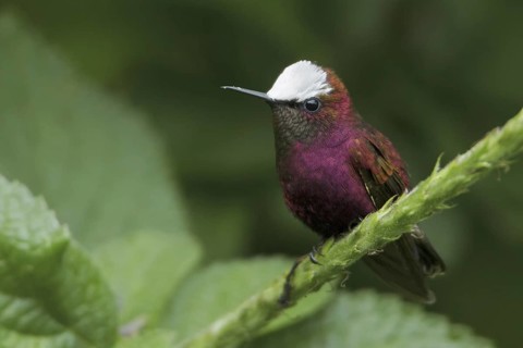 Snowcap (Microchera albocoronata), Costa Rica