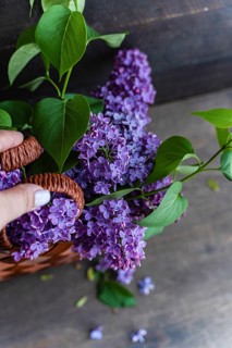 A wicker basket filled with vibrant purple lilac flowers and lush green leaves. The composition