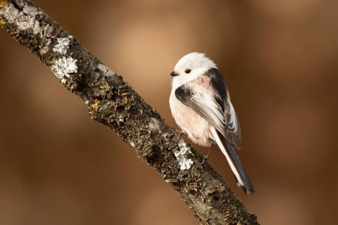 Long-tailed Tit (Aegithalos caudatus) perched on a branch, Bavaria, Germany