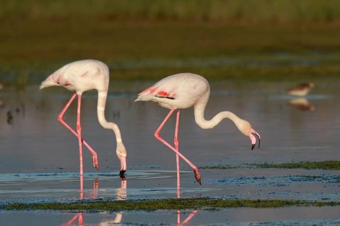 Greater Flamingo (Phoenicopterus roseus) foraging in shallow water, Greece