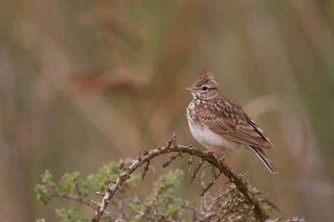 Thekla Lark - Theklalerche - Galeridae theklae ssp. ruficolor, Morocco, adult