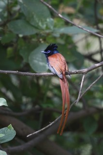African Paradise Flycatcher (Terpsiphone viridis) male, Lake Baringo, Kenya