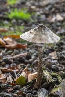 Parasol mushroom (Macrolepiota procera) in beech forest in autumn, fall