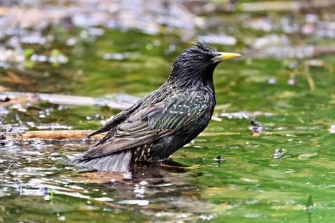 Starling (Sturnus vulgaris), taking a bath, Canton Zug, Switzerland