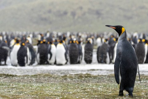King penguin (Aptenodytes patagonicus), individual standing in the rain in front of a large colony,