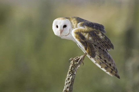 Western Barn Owl (Tyto alba), Arizona, USA