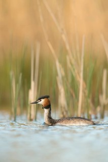 Great Crested Grebe (Podiceps cristatus), North Rhine-Westphalia, Germany