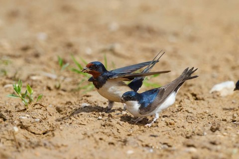 Common House Martin & Barn Swallow (Delichon urbicum & Hirundo rustica), Greece
