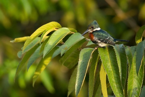 Green Kingfisher (Chloroceryle americana) perched on a branch in Manu National Park, Peru