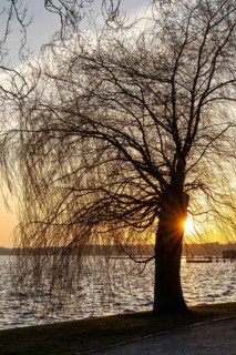 Sunset at the Müritz, willow tree with sun star, Waren, Müritz, Mecklenburg Lake District,