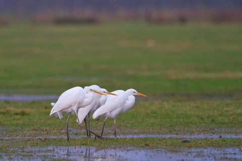 Great Egret (Ardea alba) foraging, North Rhine-Westphalia, Germany