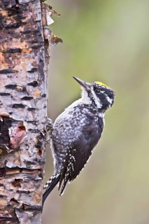 Eurasian Three-toed Woodpecker (Picoides tridactylus) male, Dovrefjell, Norway