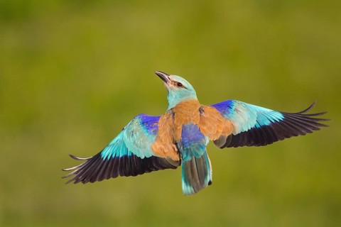 European Roller (Coracias garrulus) flying, Subotica, Serbia