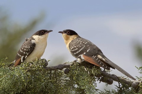 Great Spotted Cuckoo (Clamator glandarius) juvenile, Castile-La Mancha, Spain